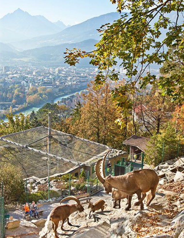 Lo zoo alpino di Innsbruck
